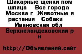 Шикарные щенки пом шпица  - Все города, Москва г. Животные и растения » Собаки   . Ивановская обл.,Верхнеландеховский р-н